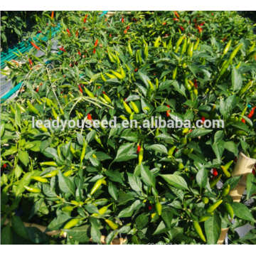 MP16 Huola straight F1 hybrid chilli pepper seeds in hot pepper seeds